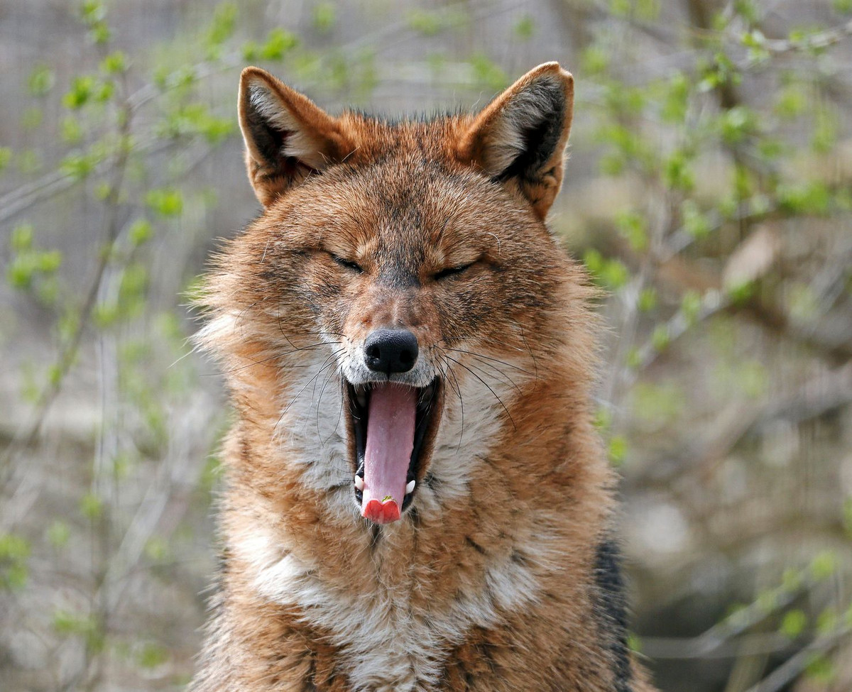 Swiss Review: A new predator in Switzerland